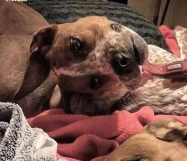 16. Собака-голубь 😯