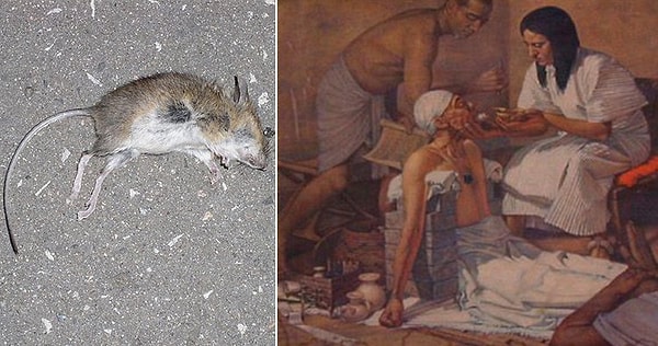 1. Паста для зубов из мышей