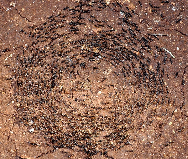 К сожалению, часто случается так, что муравей идет на запах, который со временем рассеивается. В результате он теряет дорогу, натыкается только на свой свобственный след и начинает ходить по нему кругами.