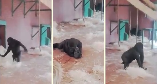 Bir Balerin Edasıyla Dans Eden Gorilin Muhteşem Görüntüleri