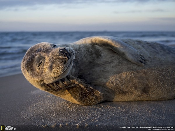 3. Счастливый тюлень, Ларс Лыкке