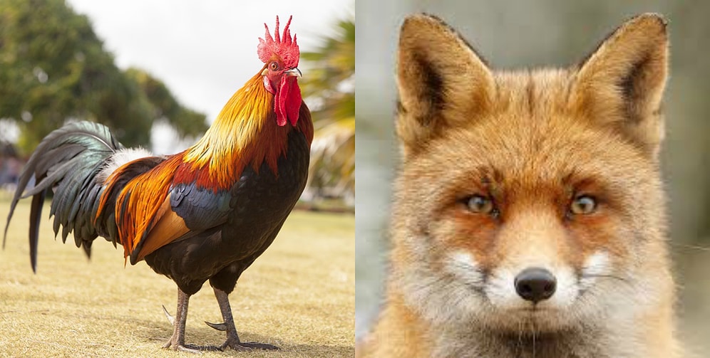 Тест: Какое у вас было бы тотемное животное, если бы вы родились в Древней Руси?