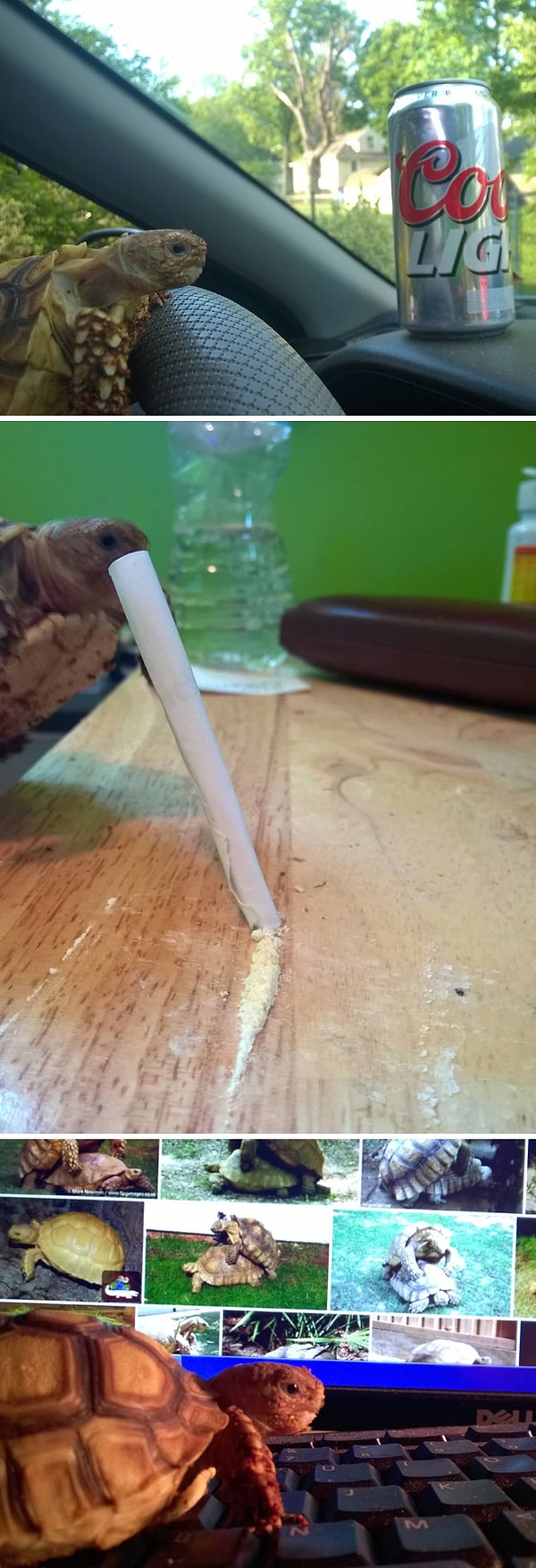 2. "Я присматривал за черепахой моей девушки, пока она была в отпуске. Она велела мне держать ее подальше от бед". 😂