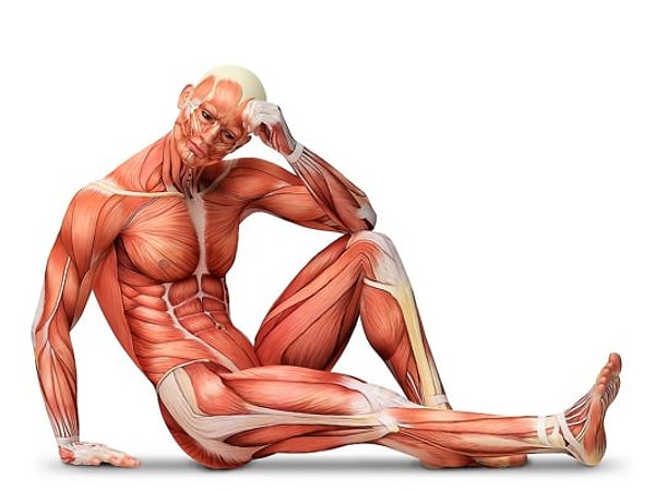 3. Мышцы двигаются