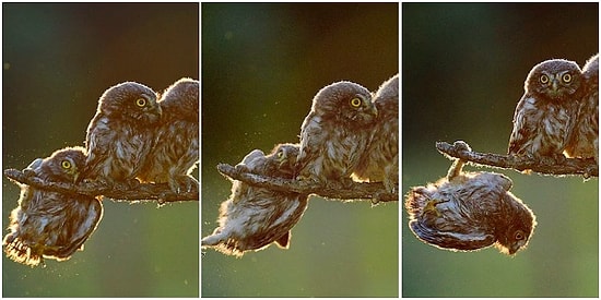 2017'nin En Komik Vahşi Yaşam Fotoğrafları Seçildi! Yabani Hayvanlar En Matrak Halleriyle Karşınızda 😂