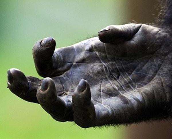 Ayrıca gorilin parmak uçları tek hamlede insan dokusunu yarabilecek kadar sert ve keskin.
