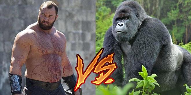 Hangisi Döver? ⚡️ Dünyanın En Güçlü İnsanı mı, Sıradan Bir Goril mi?