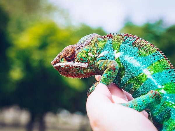 7. На какое животное вы больше всего похожи?