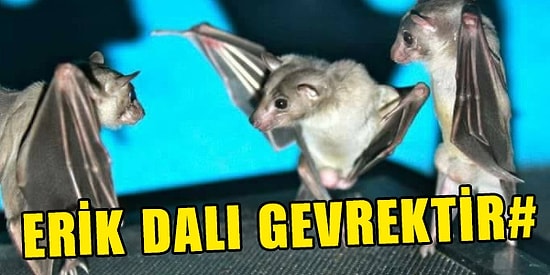 Eller Oynasın Eller! Son Dönemin En Popüler Türküsü Erik Dalı'yla Mizahı Uçuran 15 Kişi