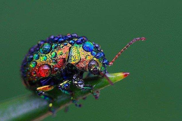 10. Bu kadar çok yormayalım zihnini. İşte doğa harikası bir böcek.