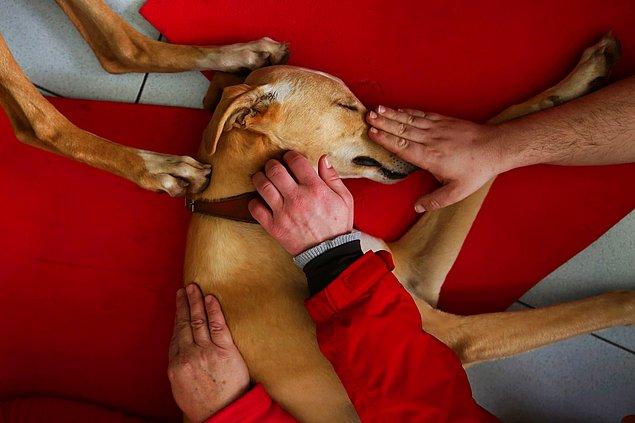 18. Kuzey İspanya'daki Benito Akıl Sağlığı Merkezi'nde Atila adlı bu özel eğitimli köpek hastalarla terapi yaparken huzurlu bir uyku çekiyor, 16 Mart.