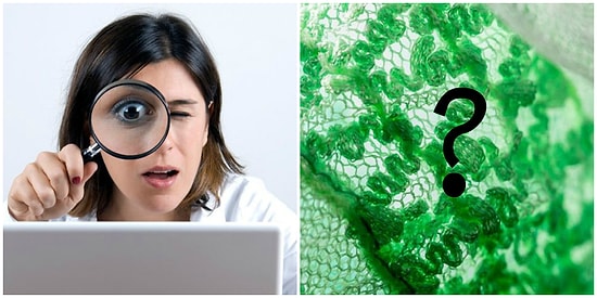 Только 1 из 50 человек может узнать эти предметы вблизи. А как насчет вас?