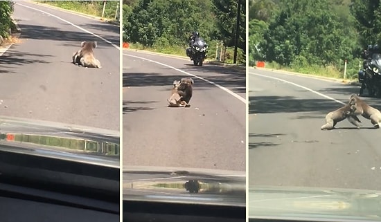 Çoğu İnsanın Favori Hayvanı Olan Koalaların Yolun Ortasındaki Güreşme Görüntüleri