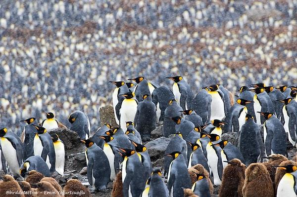 Kral penguen kolonisi, South Georgia adası