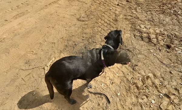 6. Да это же Пушок из "Гарри Поттера"! Только одна голова где-то утеряна