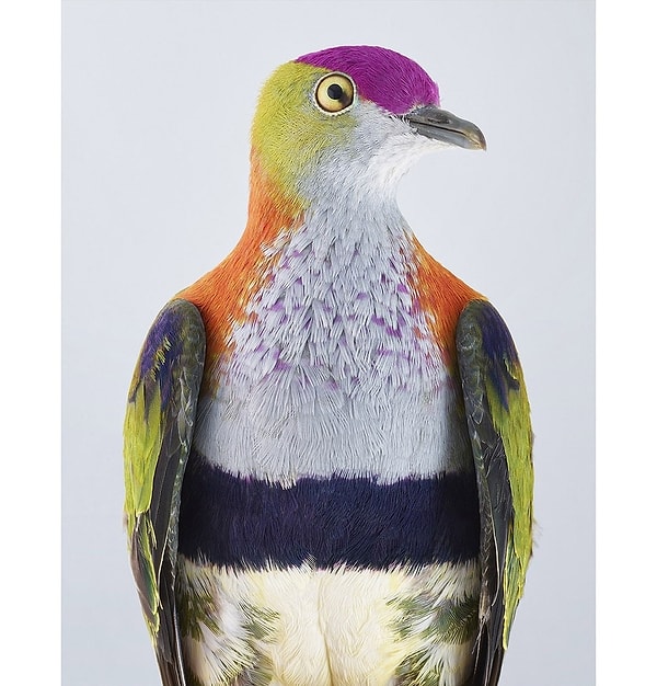 10. Автор: Лейла Джеффрис, фотограф-анималист