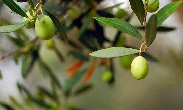 Zeytin üreticileri ihracatta yeni pazar arayışının sürmesi gerektiğini ifade ederken, Tunus'tan zeytinyağı ithalatı gündeme geldi.