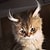 maine-coon