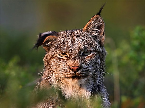 2. "У вас случайно не найдется цитрамончика?"