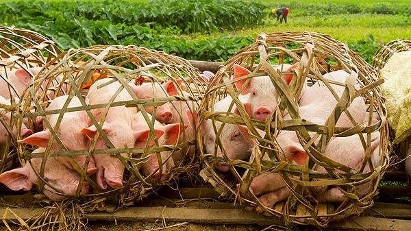 7. Vietnam'da domuzlar evcil hayvan olarak beslenir.