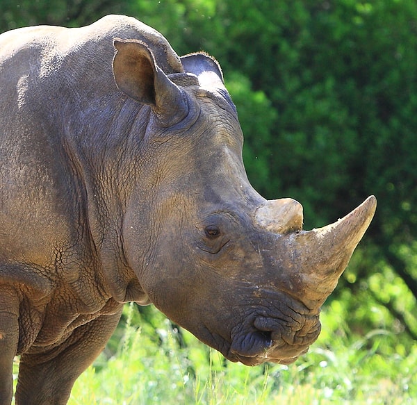 В постели вы, словно носорог!