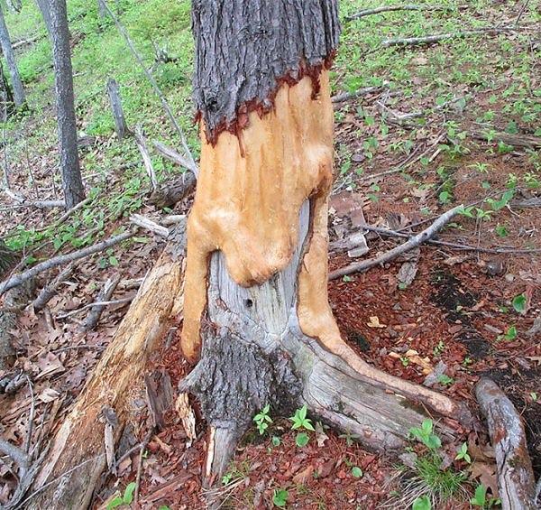 24. Bu ağacı kemiren sincaplar yıllar içinde ona sanki eriyip gidiyor görüntüsü vermiş.