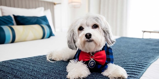 Люксовый отель для собак в Сан-Франциско полон развлечений, а заведует им песик по имени Бастер!