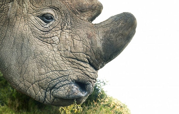 15. Северный белый носорог
