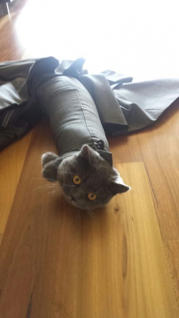 14. Хозяин, тебе бы поправиться, а то я перестал пролазить в рукав твоего костюма 😅