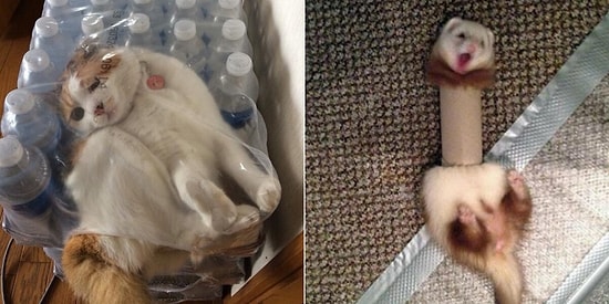 И смех, и грех! 18 уморительных фотографий животных, попавших впросак