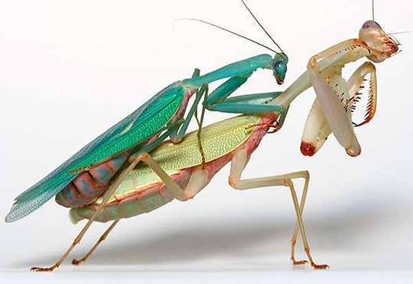 В постели вы, словно самка богомола!