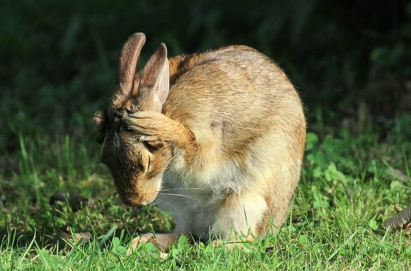 Увы! Вы провалили этот тест!