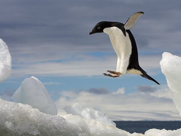 3. Выберите пингвинчиков