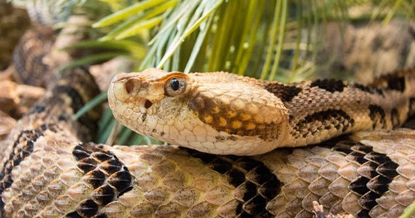 5. Гремучие змеи в Коннектикуте