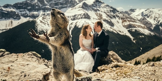 Эти животные совершенно случайно стали звездами свадебных фотографий, затмив собой жениха и невесту! 😍