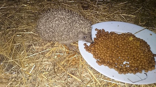 Sadece kedi,köpek, kuş değil, yolunu kaybetmiş kirpiyi bile doyurup güvenli yere bıraktılar!
