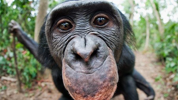 8. Maymun demişken, bir araştırma merkezindeki 15 maymun, bir ağacı mancınık olarak kullanıp elektrikli çitlerden teker teker kaçmış.