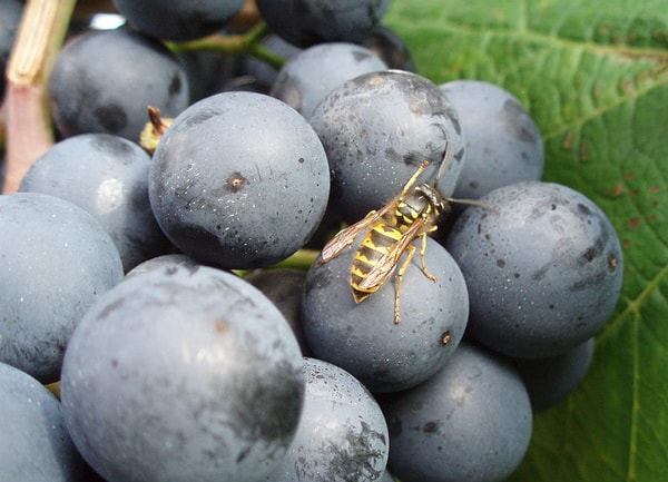 4. В конце лета осы становятся агрессивными, потому что пьянеют из-за забродивших фруктов, висящих на деревьях