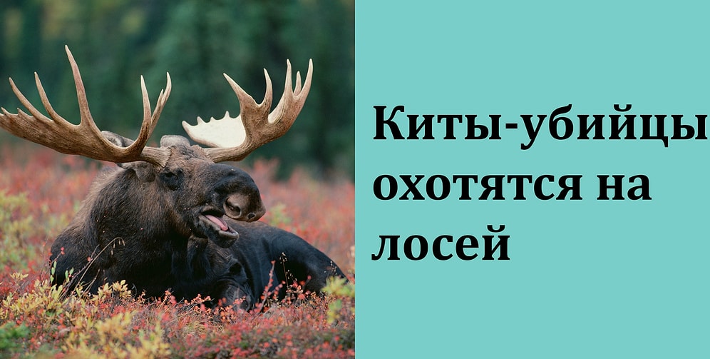 10 фактов, которые звучат как полнейшая чушь, но на самом деле являются 100% правдой