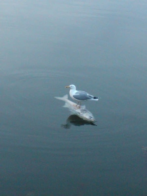 19. Как говорится, хочешь жить - умей вертеться!