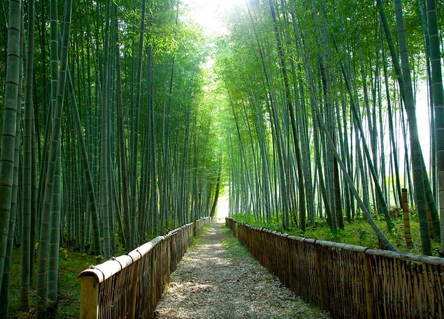 3. Uzak Doğu'da görülecek çok yer var ama bunu pek az kişi önerir kıymet bilin: Bambu Ormanı, Japonya