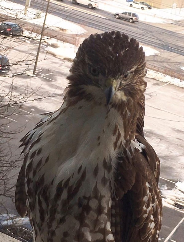 18. Очень важная персона