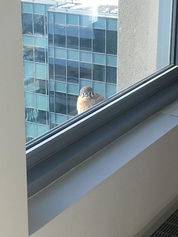 24. "Chicago'da bir binanın 35. katında çalışıyorum. Bu küçük arkadaş her gün geliyor ve bizim kahve yapmamızı izliyor."