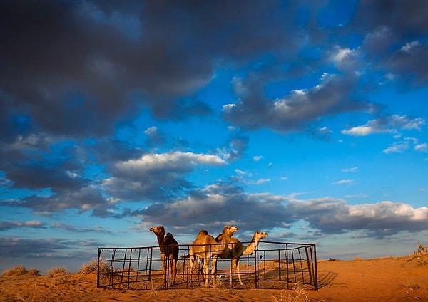 "Suudiler develere oldukça fazla değer veriyor."