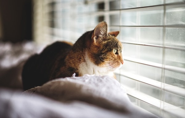 1. Начнем: в каком варианте слово произнесено правильно?