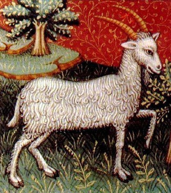 10. Козероги и без нас знают, сколько часов сна им нужно