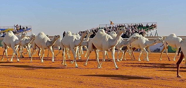 Bir ay süren festival Körfez Bölgesinin en büyük festivali ve 30.000'e kadar devenin katılımıyla gerçekleşiyor.