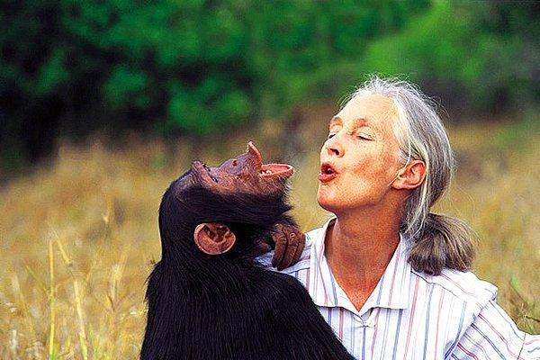 4. İnsanın ön yargılarını yıkan şempanzeler: