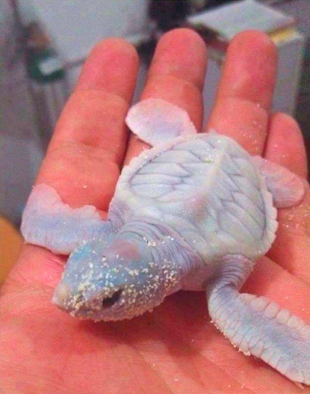 1. Albino bir deniz kaplumbağası 🐢