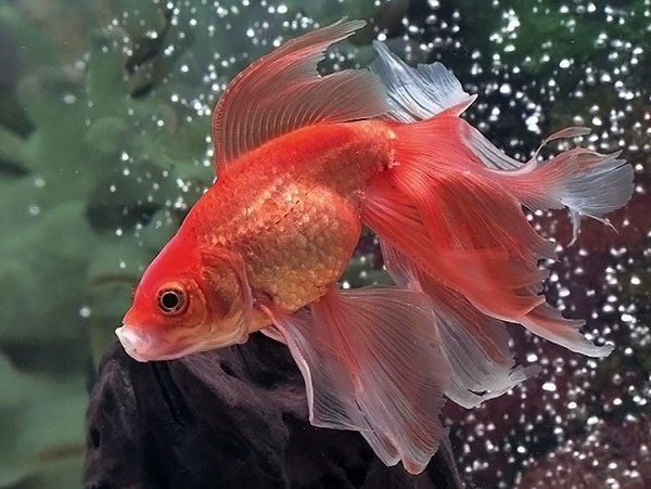 2. Что бы вы попросили у золотой рыбки?